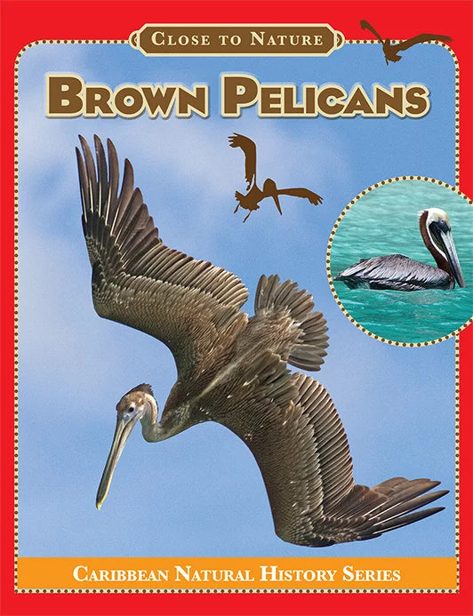 Brown Pelicans
